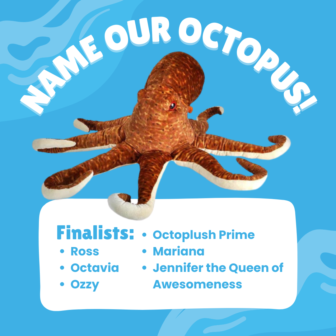 Name our octopus!