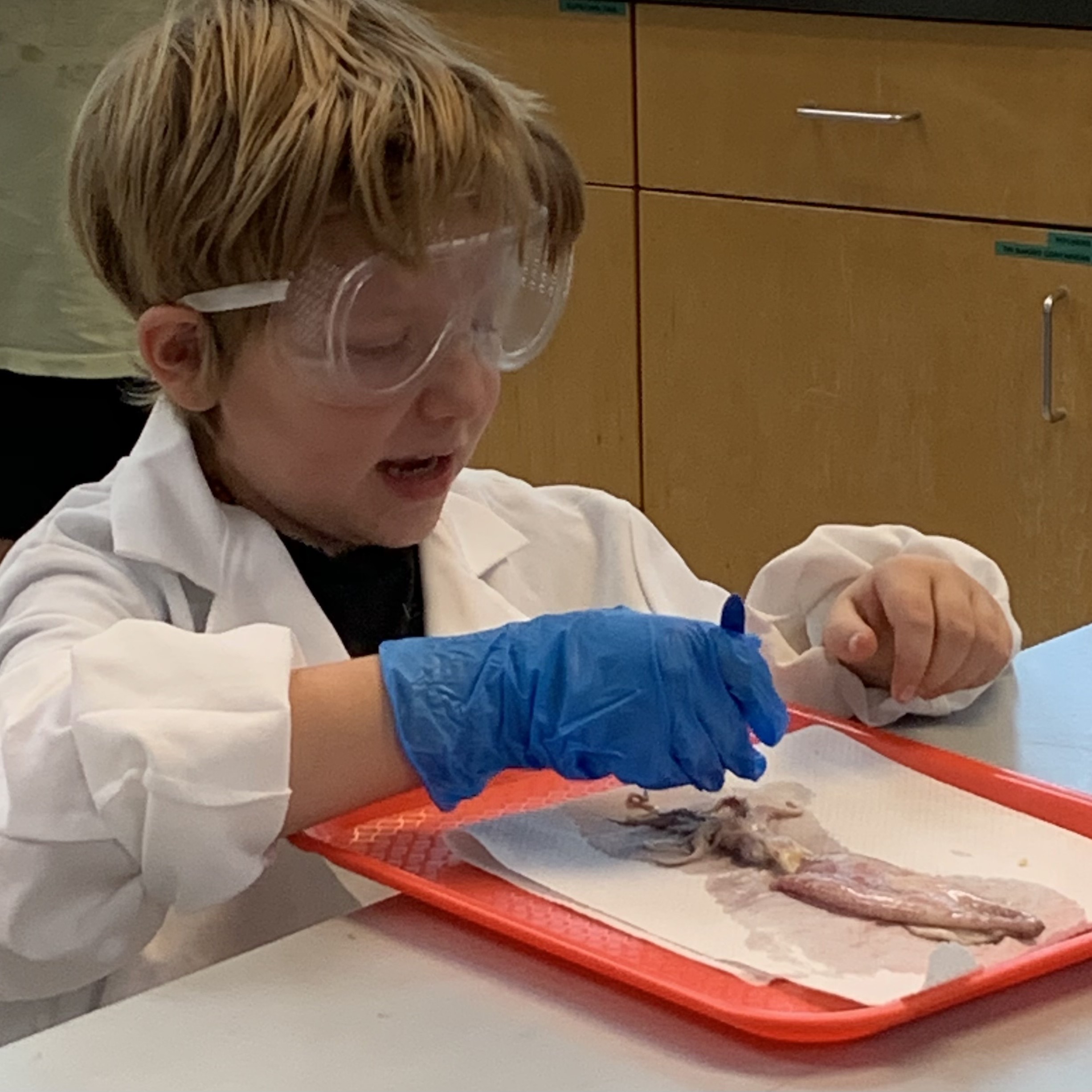 Young boy in scientist gear dissecting a squid