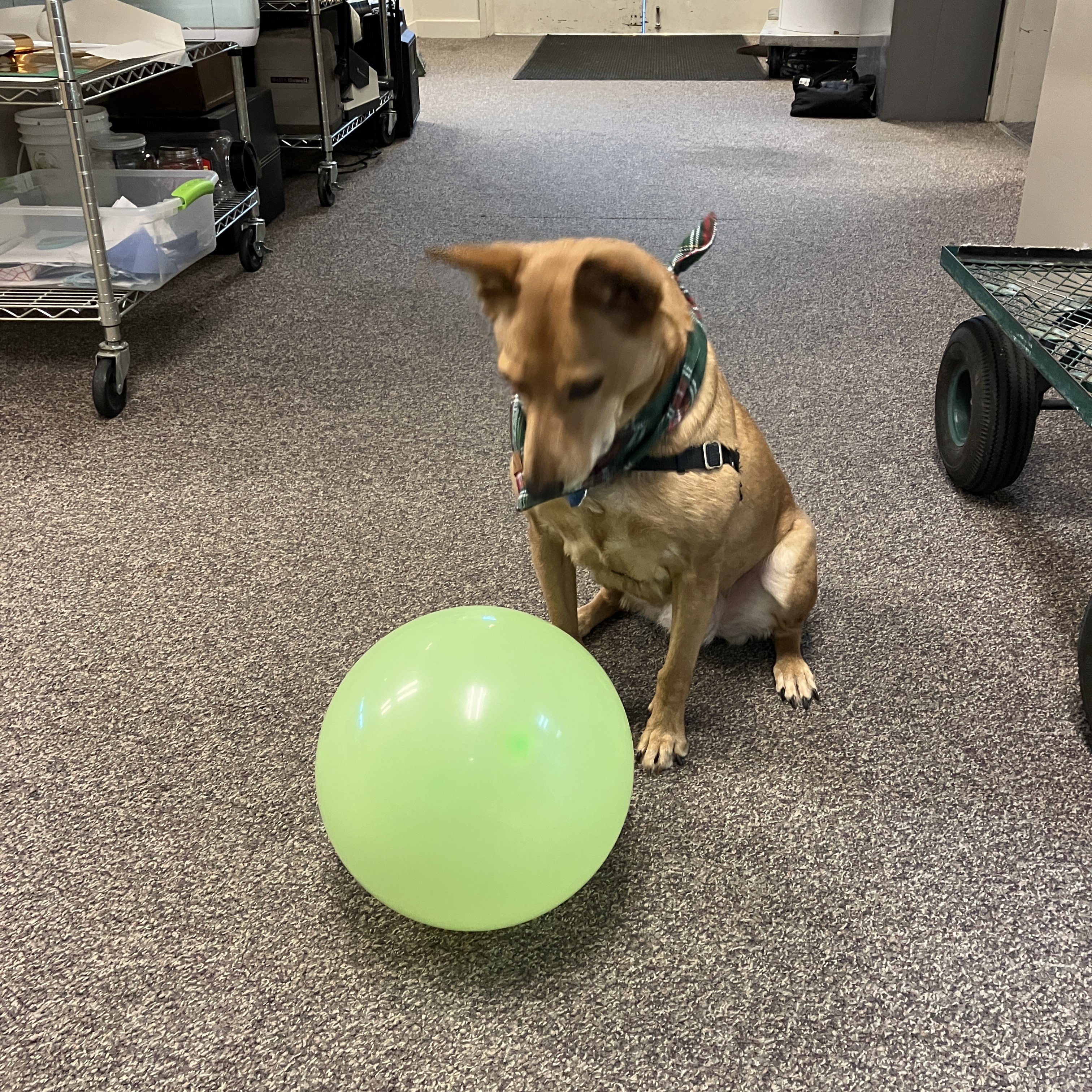 June the dog peers down at a balloon