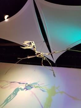Pterosaurs Gallery for Exhibits #1