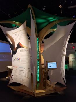 Pterosaurs Gallery for Exhibits #5