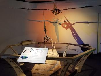 Pterosaurs Gallery for Exhibits #6