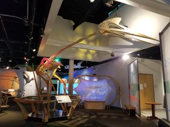 Pterosaurs Gallery for Exhibits #9
