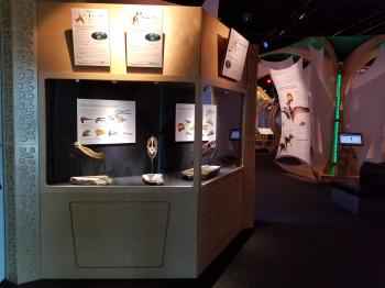 Pterosaurs Gallery for Exhibits #11