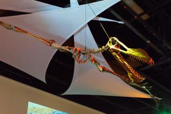 Pterosaurs Gallery for Exhibits #12
